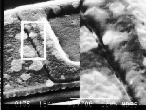 EM image showing copper leaching out on an aluminum metal line at higher magnification. (Photo courtesy Analytical Solutions).