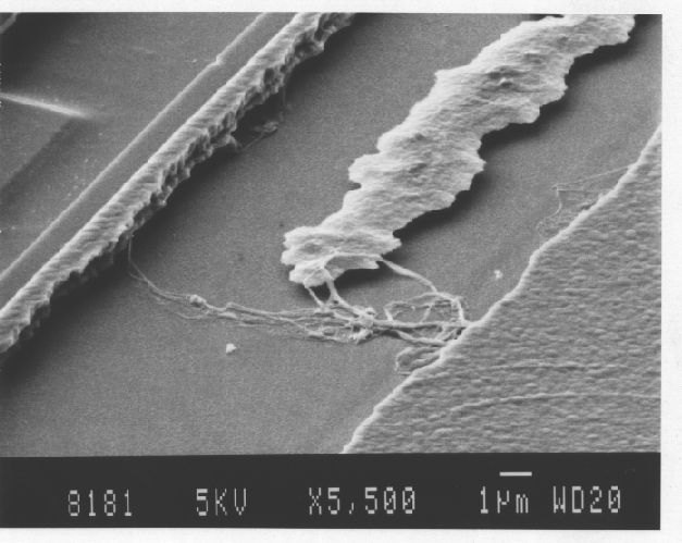 SEM image showing dendritic growth at higher magnifications. (Photo courtesy Analytical Solutions.).