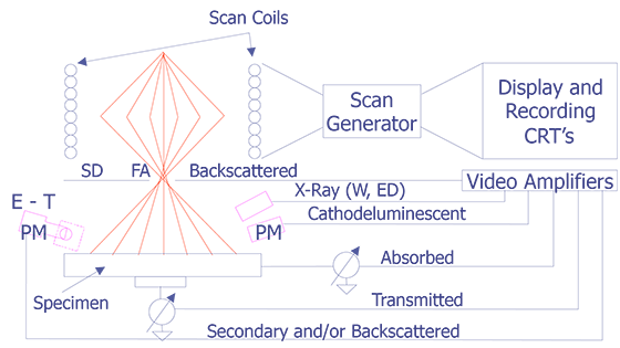 Schematic illustration of scanning system of the scanning electron microscope. Abbreviations: FA, final aperature; SD, solid state electron detector; ET, Everhart-Thornley detector; S, scintillator; PM, photomultiplier; W, wavelength-dispersive x-ray spectrometer; ED, energy dispersive x-ray spectrometer; CRT, cathode ray tube (after Goldstein et. al.).