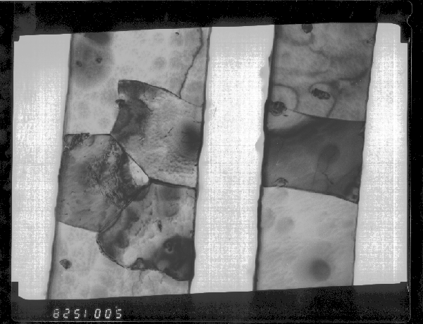 Plan view image showing the grain structure in patterned, sputter-deposited aluminum - 1% silicon metallization lines. The grain size is 2 - 4 micrometers. (Courtesy Allied Signal Kansas City Division).